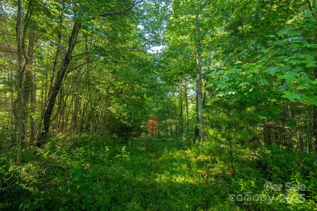 a view of a lush green forest