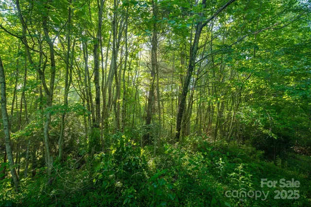a view of yard with lush green forest