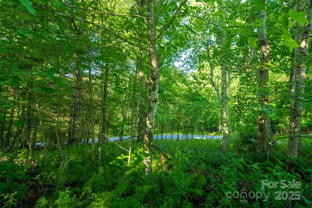 a view of a lush green forest
