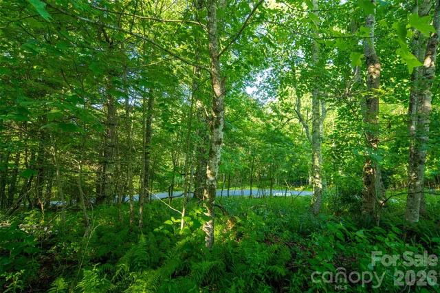 a view of a lush green forest