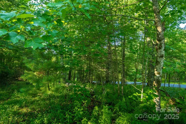 a view of a lush green forest