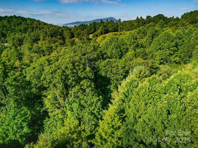 a view of a lush green forest with a lush green forest