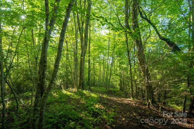 a view of outdoor space and lots of trees