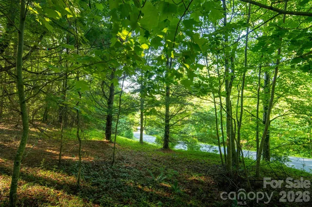 a view of lush green forest