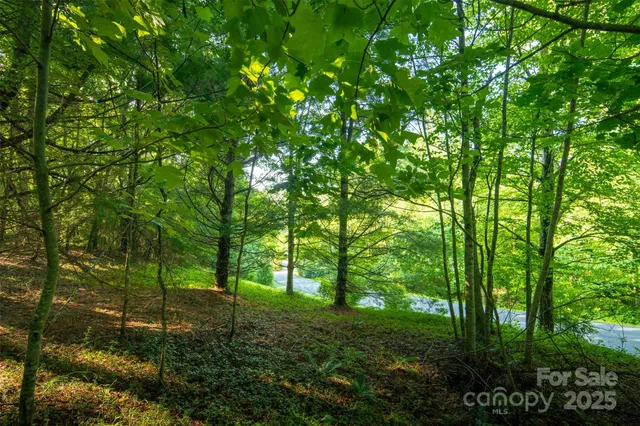 a view of lush green forest