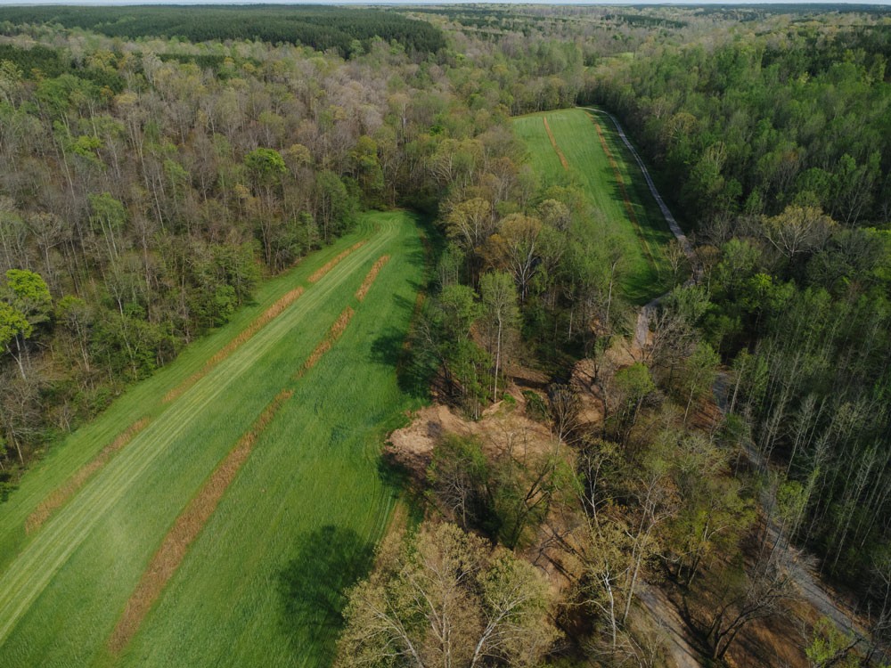 3105 Coy Hill Road Olivehill, TN 38475 - Photo 94 of 100 a view of a forest with a yard