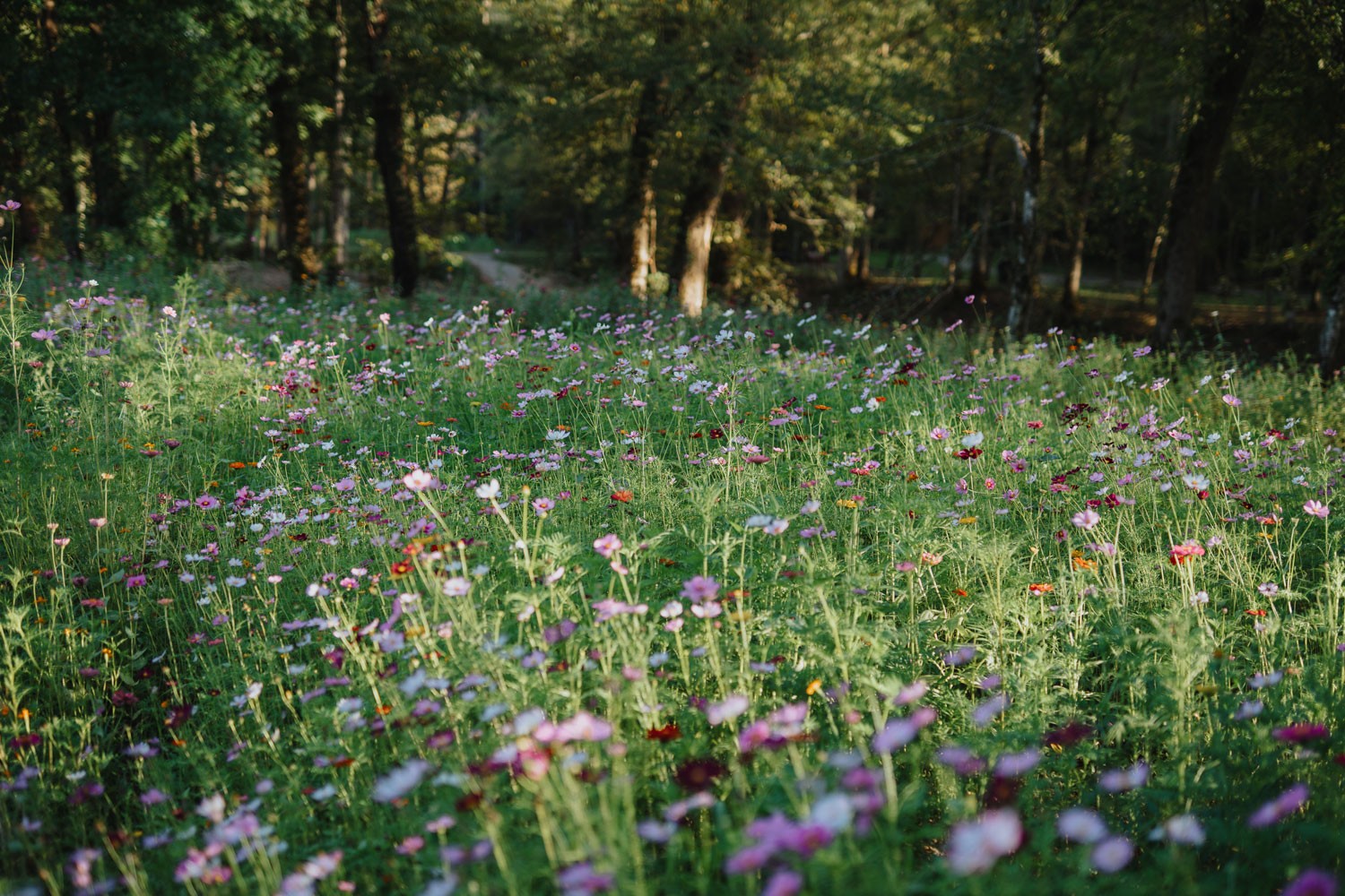 3105 Coy Hill Road Olivehill, TN 38475 - Photo 100 of 100