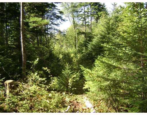 9 Old Rte 201 Jackman, ME 04945 - Photo 5 of 8 Land. Interior of lot from east line