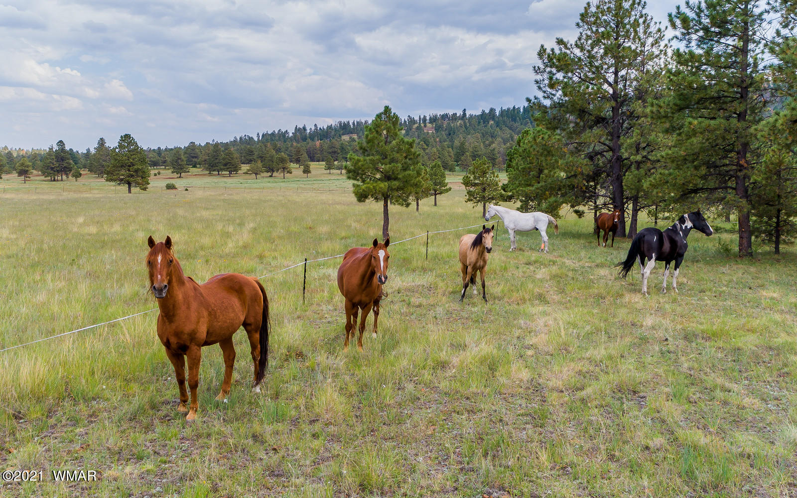 70 County Road Greer, AZ 85927 - Photo 52 of 58