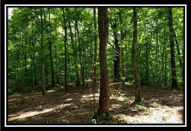 0 Pedigo Ridge Road, Unit TRACT 6) Nelsonville, OH 45764 - Photo 51 of 57 image051