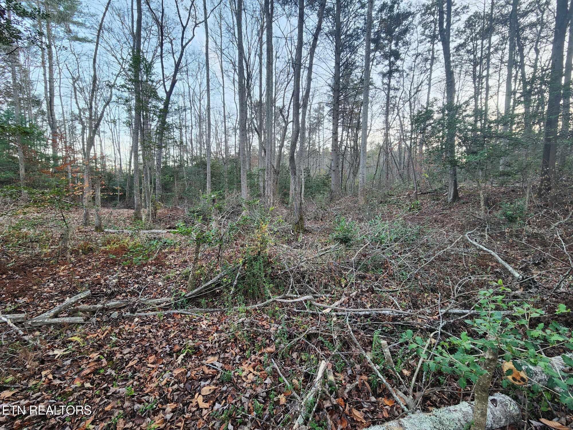 Copperhead Road Oakdale, TN 37829 - Photo 15 of 18 Copperhead Rd pic 18