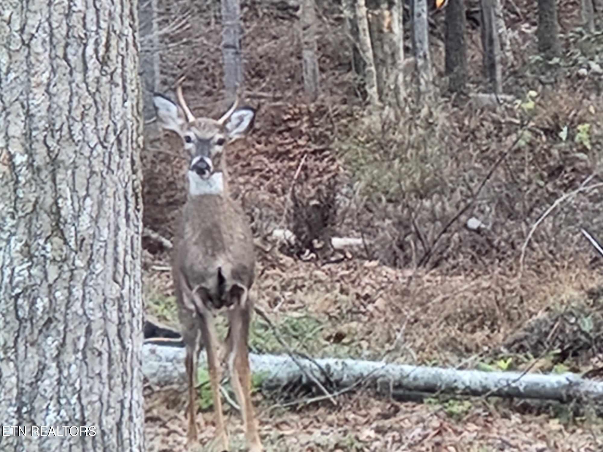 Copperhead Road Oakdale, TN 37829 - Photo 3 of 18 Copperhead Rd pic 19