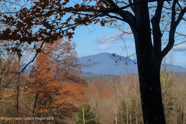 a view of a tree in a yard
