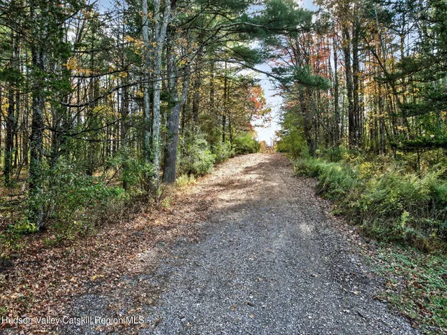 a view of a forest with trees