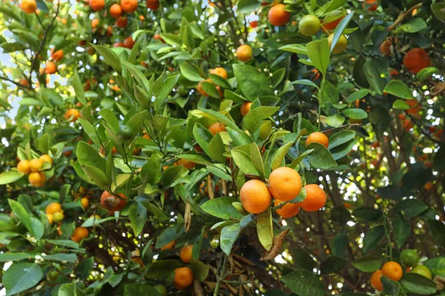 a view of a tree in a bunch of plant