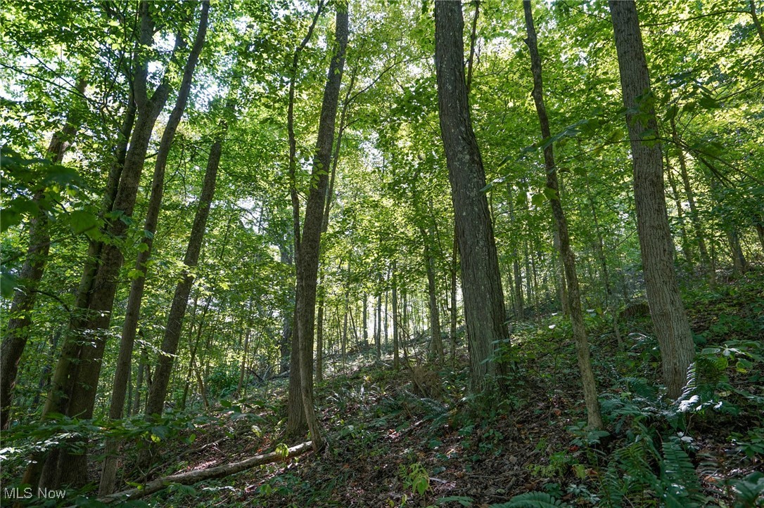 Johnson Run Road Kimbolton, OH 43749 - Photo 2 of 36 View of nature