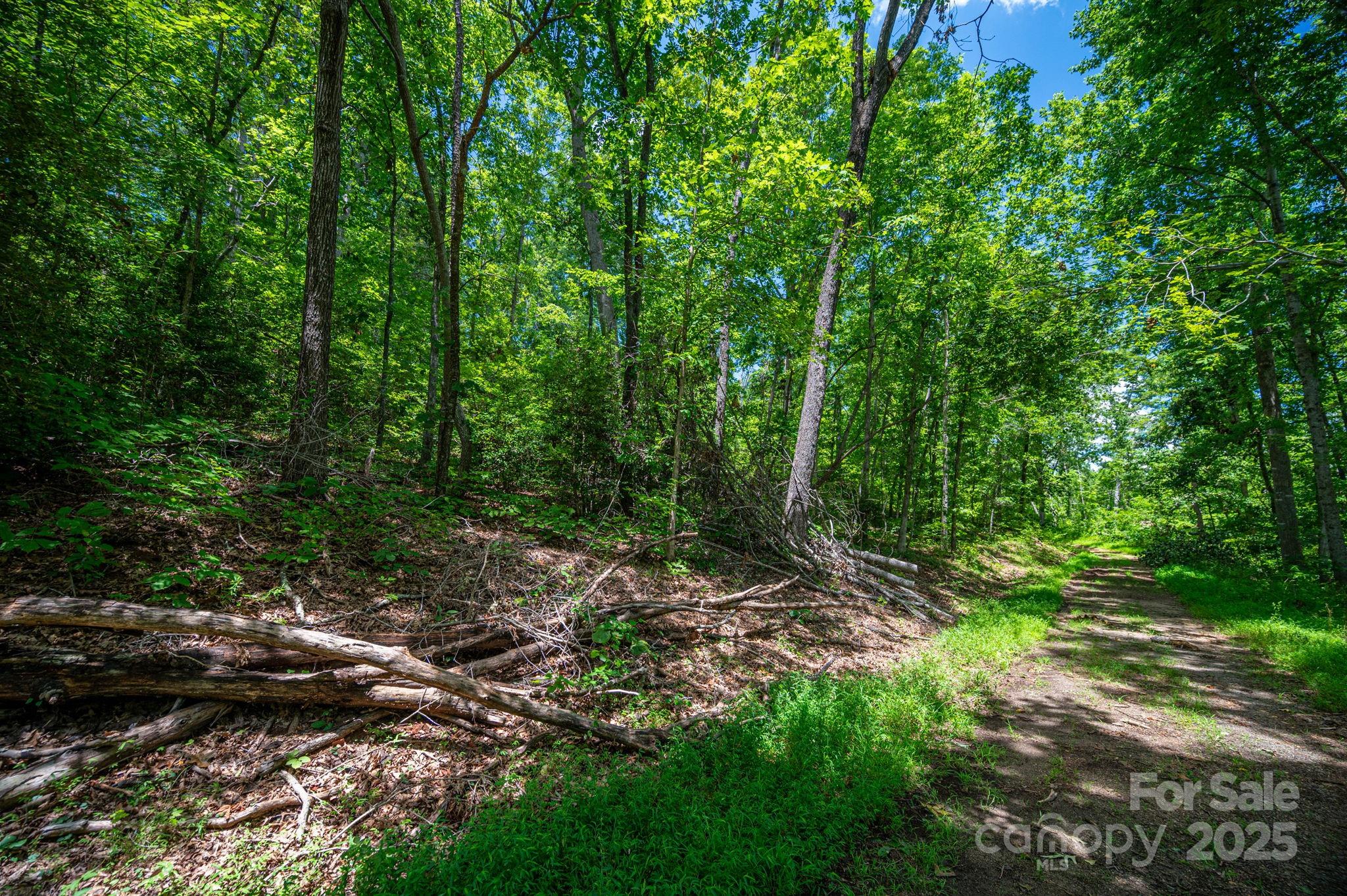 Lot 210 Plantation Drive Rutherfordton, NC 28139 - Photo 5 of 9 a view of forest