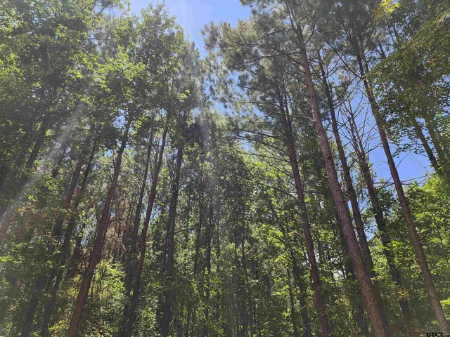 a view of a field with trees in the background