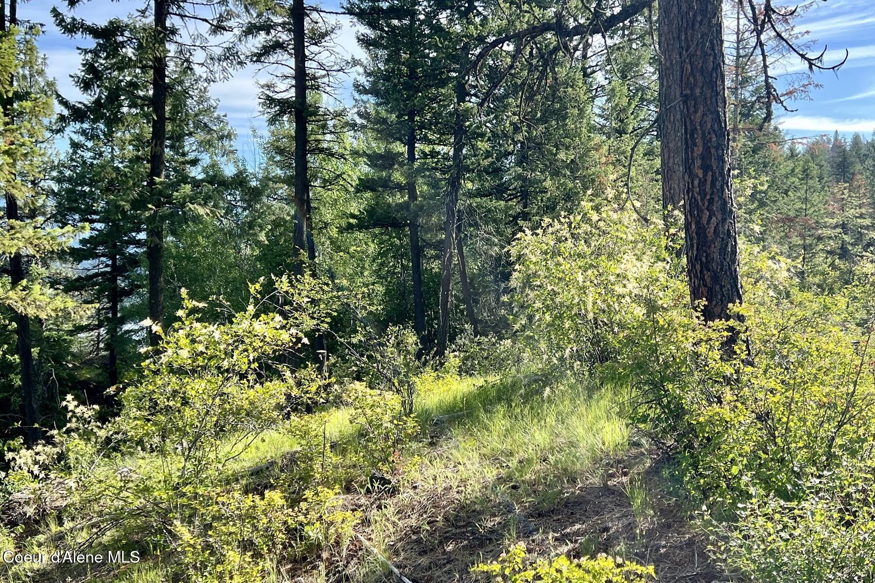 Nna Lot 8 Nna Ridge Sagle, ID 83860 - Photo 18 of 27 LUSH GREEN FOREST