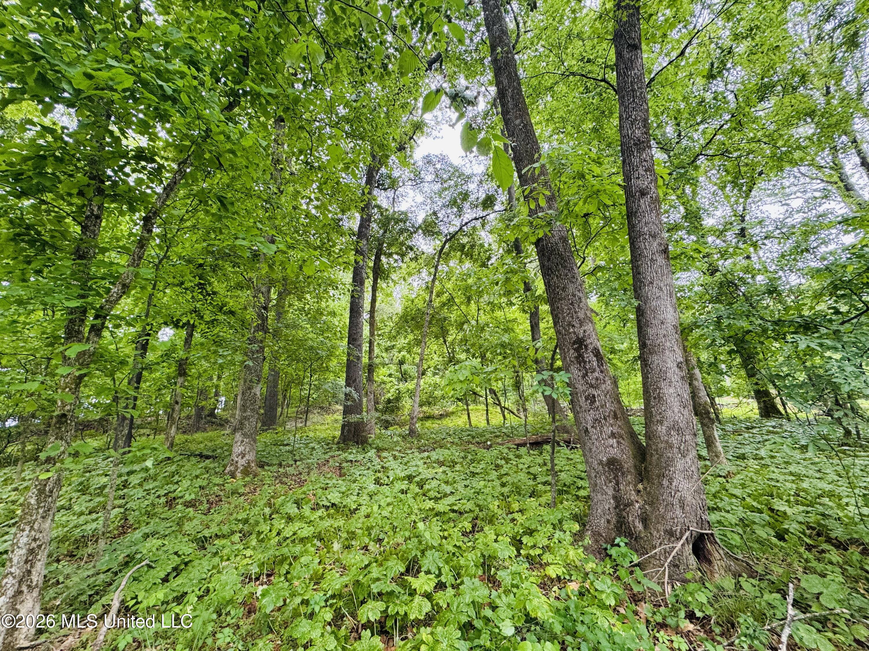 Kimber Cove Hernando, MS 38632 - Photo 2 of 10 FullSizeRender