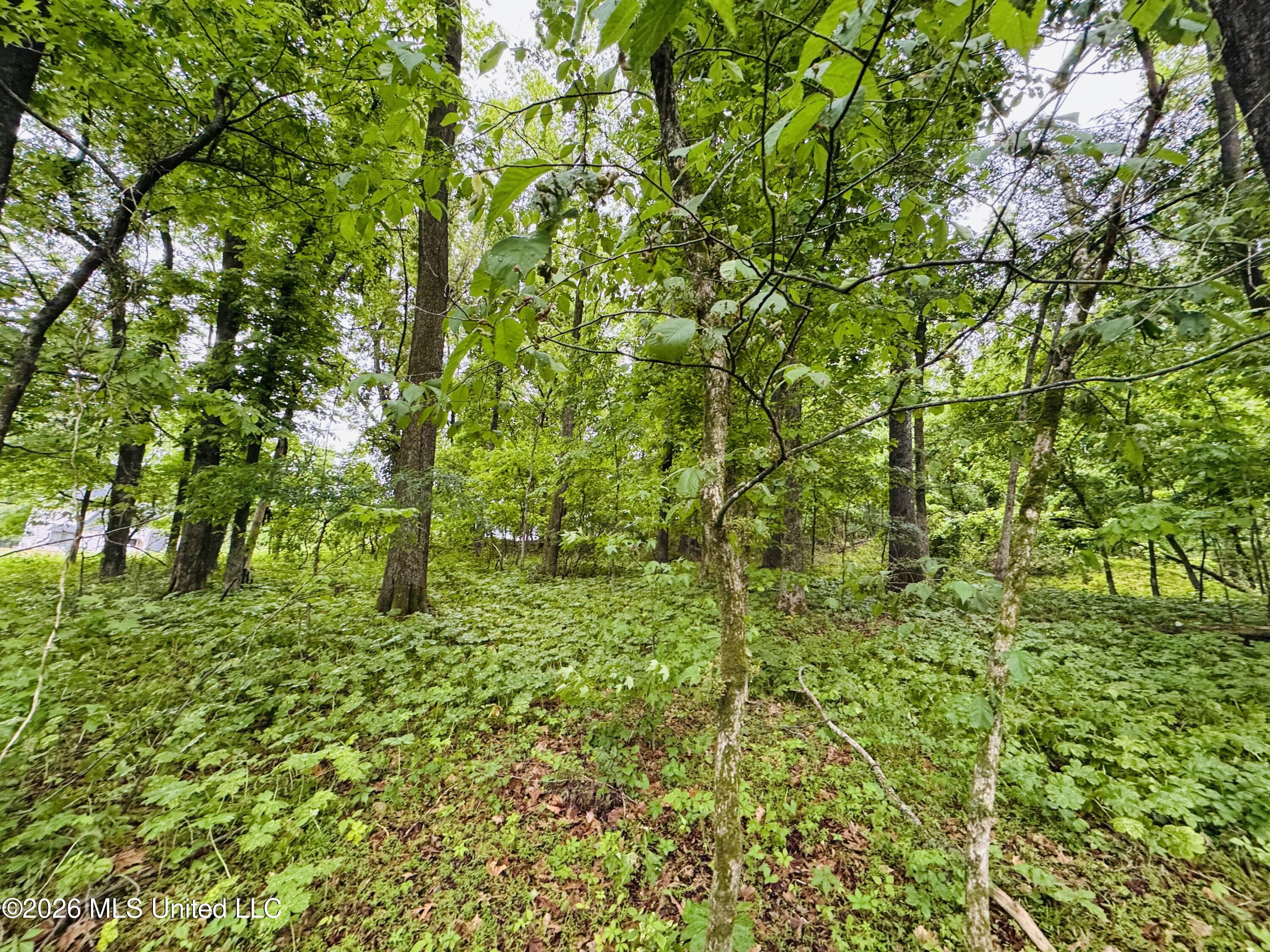 Kimber Cove Hernando, MS 38632 - Photo 5 of 10 FullSizeRender