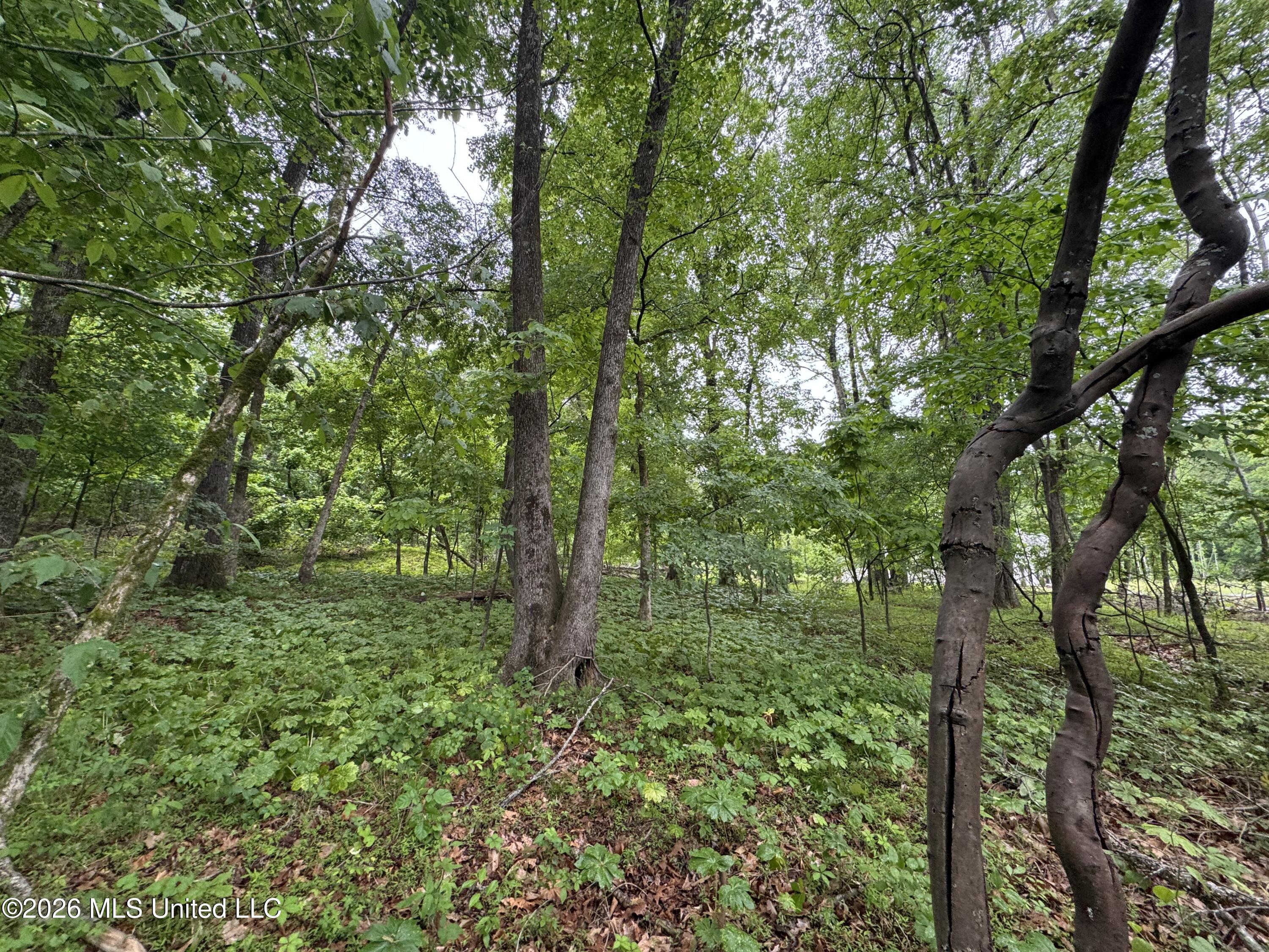 Kimber Cove Hernando, MS 38632 - Photo 6 of 10 IMG_9912