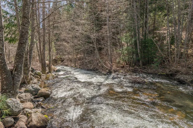 a view of a forest with trees in the background