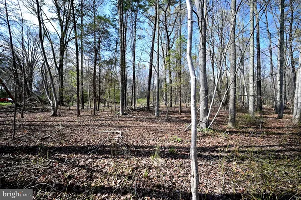 a view of a forest filled with trees