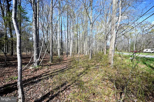 a view of a forest with trees