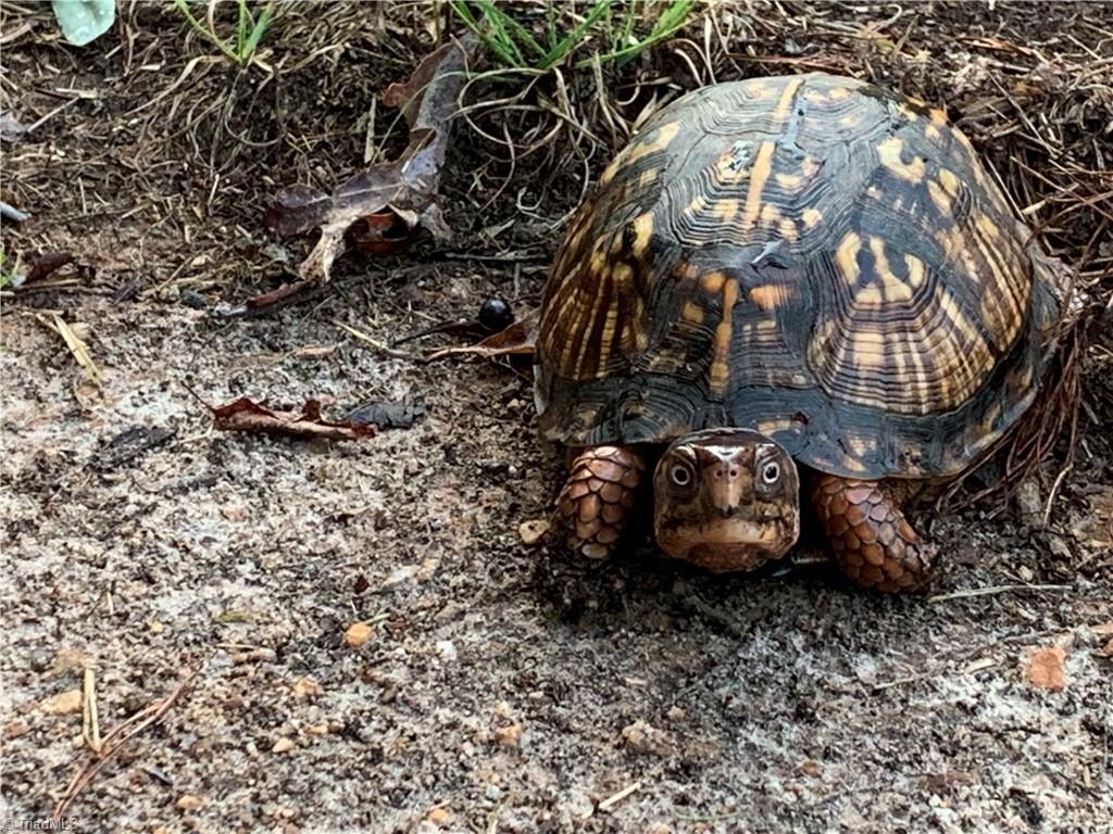 397 Jarvis Plantation Road Dobson, NC 27017 - Photo 44 of 50 Gallery Image 44