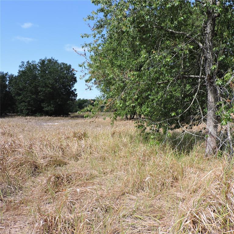 Maricamp Road Ocklawaha, FL 32179 - Photo 11 of 25 a view of a yard with a tree