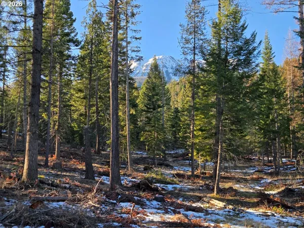 a view of a forest with trees