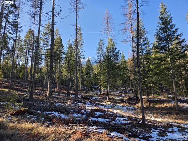 a view of a forest with trees