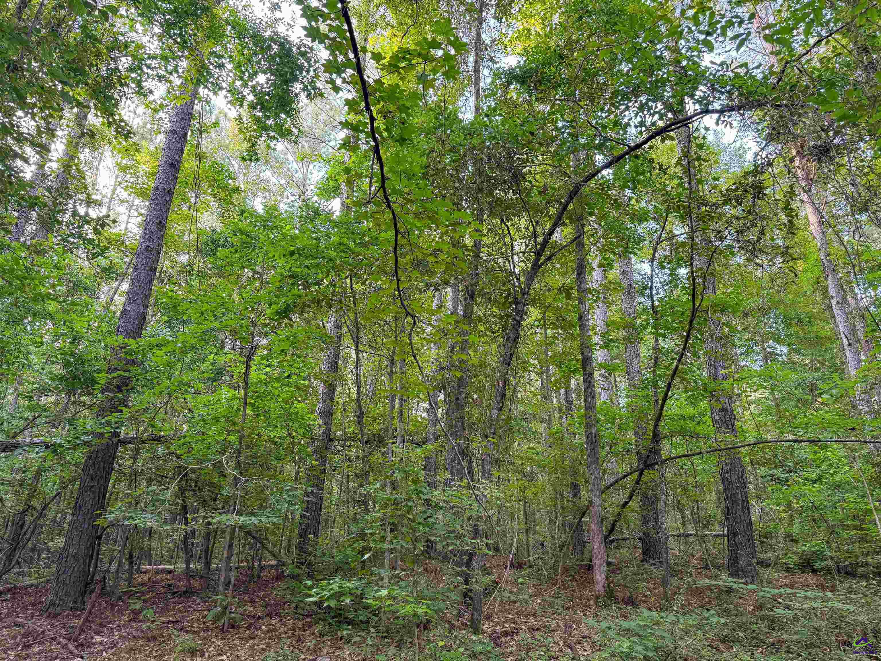 12.6-acres Hicks Road Roberta, GA 31078 - Photo 13 of 17