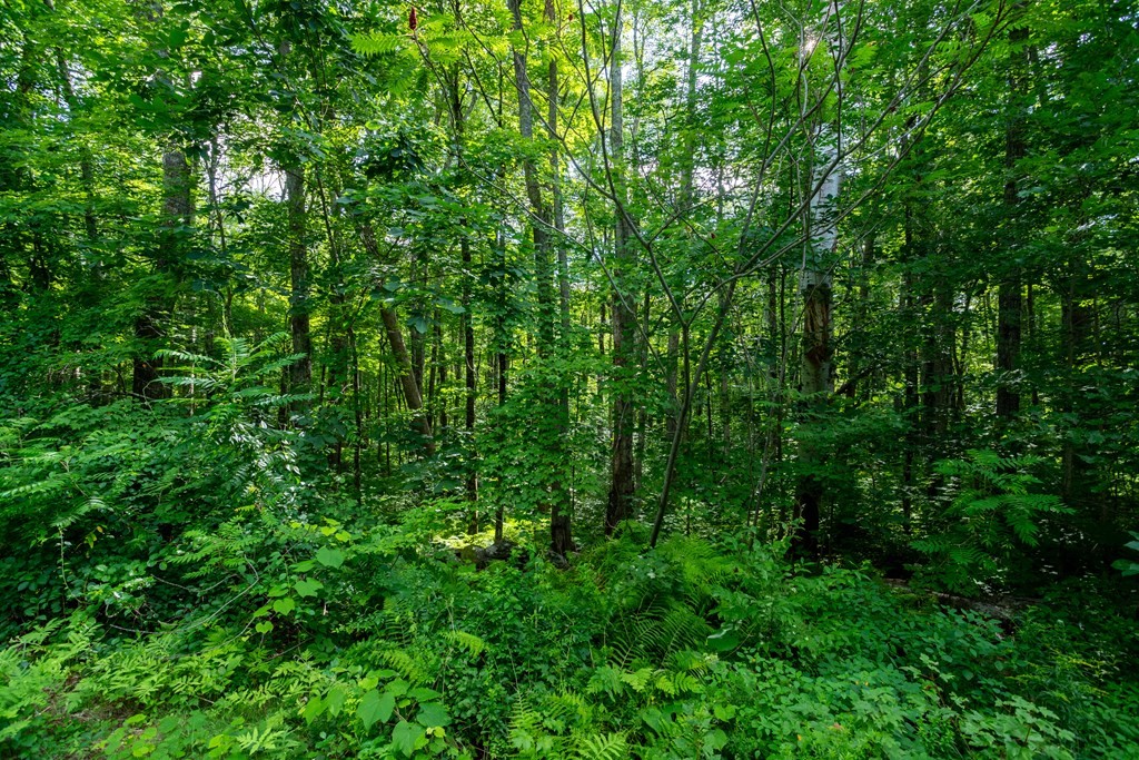 Lot 1 Petersham Road Hardwick, MA 01037 - Photo 11 of 40 Gallery Image 11