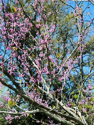 10549 Dolphy Road St. Amant, LA 70774 - Photo 22 of 22