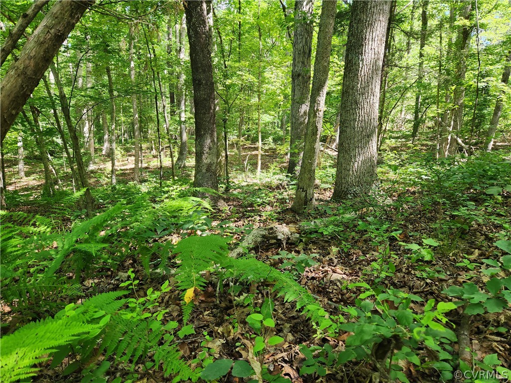Lot 1 Walnut Shade Road Louisa, VA 23093 - Photo 14 of 45 Gallery Image 14