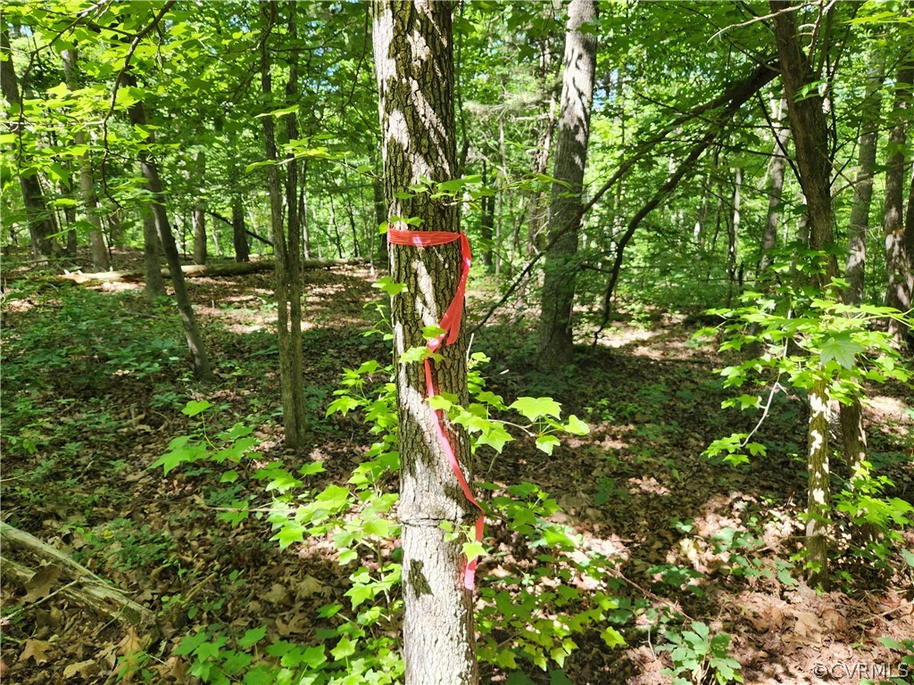 Lot 1 Walnut Shade Road Louisa, VA 23093 - Photo 16 of 45 Gallery Image 16