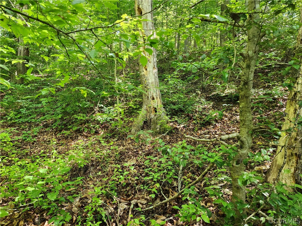 Lot 1 Walnut Shade Road Louisa, VA 23093 - Photo 10 of 45 Gallery Image 10