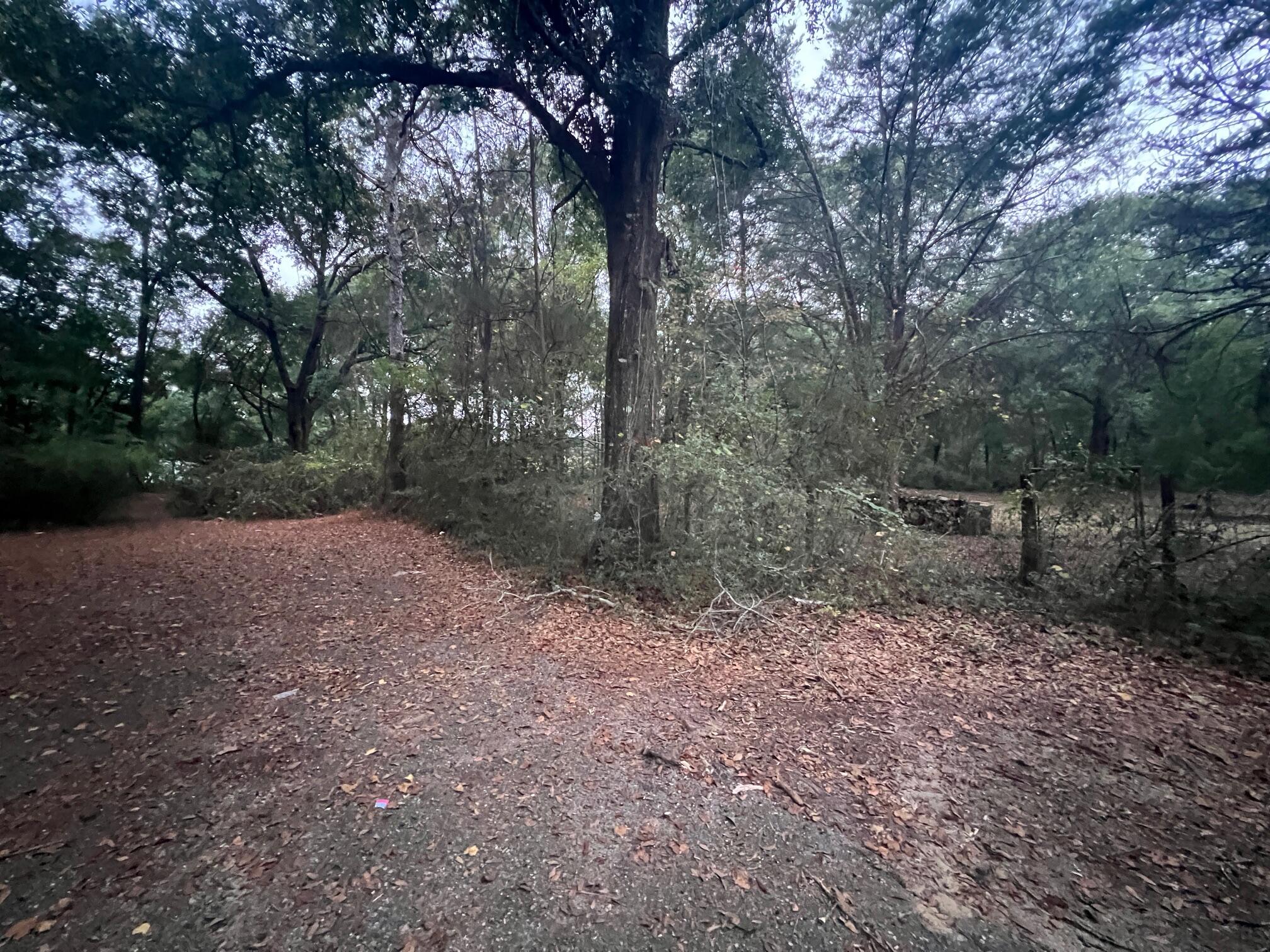 299 Carl Place Crestview, FL 32539 - Photo 37 of 37 a view of a forest with trees in front of it