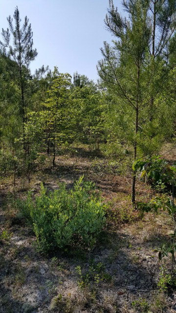 Lot 2 Flintlock Curve Road North Augusta, SC 29860 - Photo 2 of 4