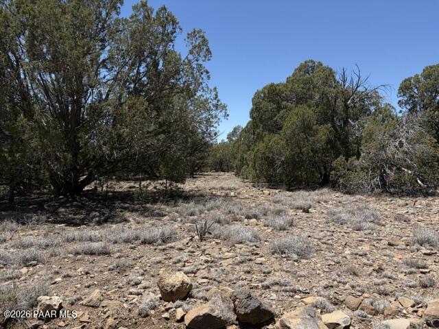 356 B Sierra Verde Ranch Seligman, AZ 86337 - Photo 2 of 6 a view of a dry yard with trees