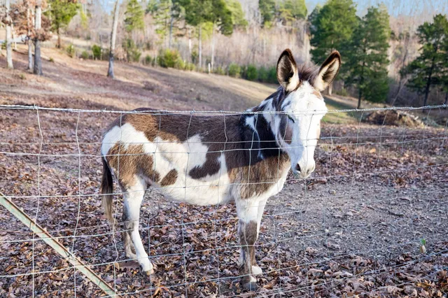 $675,000 | 20151 Ben Fly Road, Lyles, TN 37098