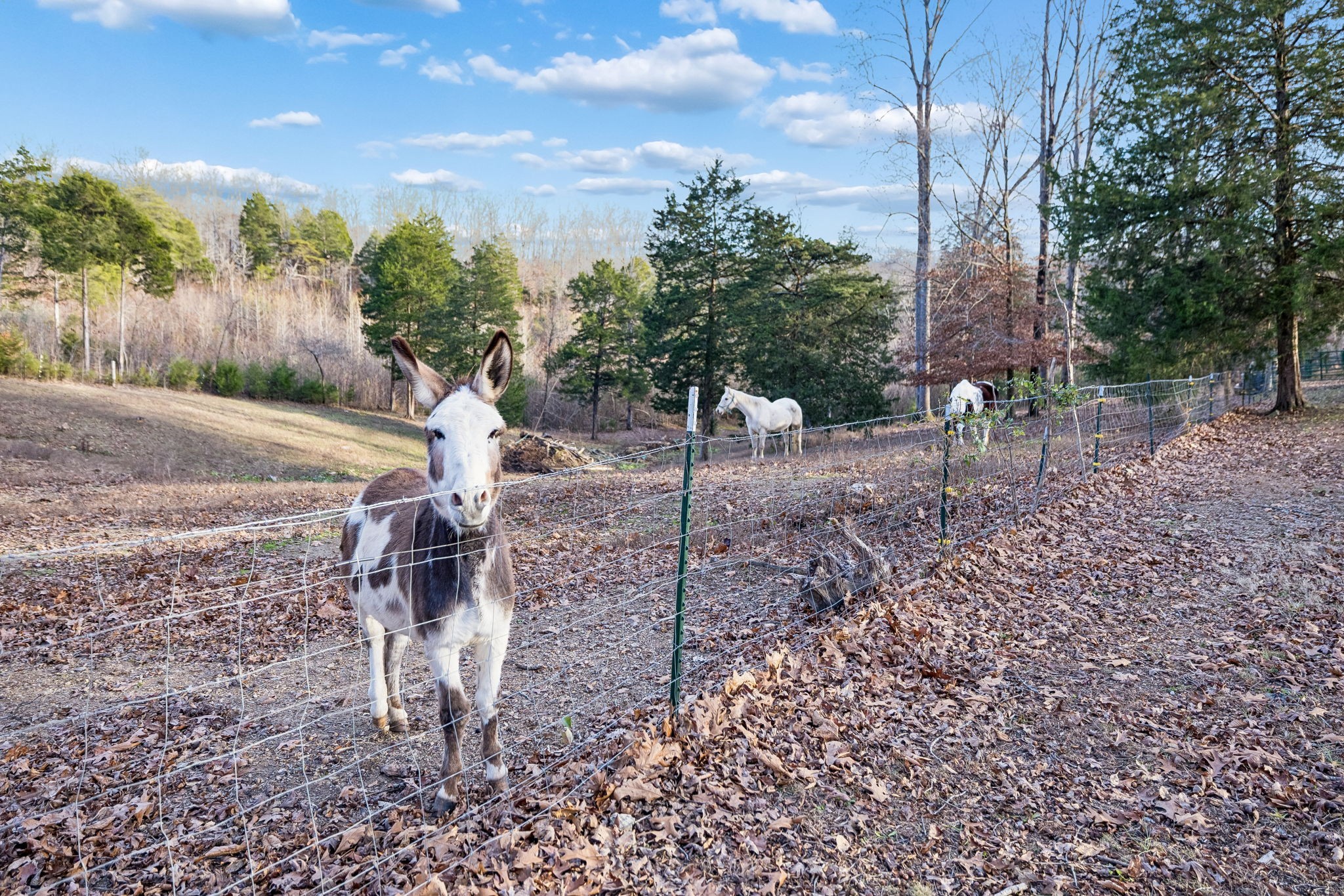 20151 Ben Fly Road Lyles, TN 37098 - Photo 70 of 98 a backyard of a house with lots of green space