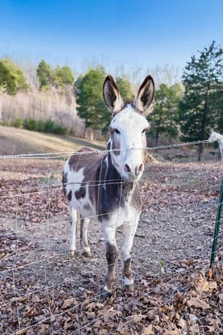 $675,000 | 20151 Ben Fly Road, Lyles, TN 37098