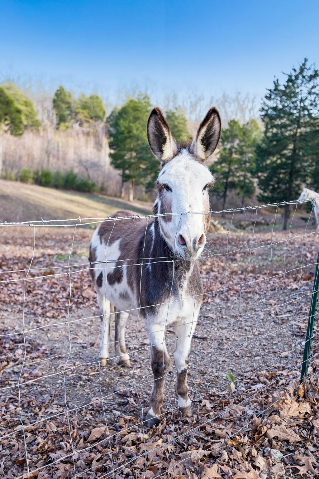 20151 Ben Fly Road Lyles, TN 37098 - Photo 71 of 98 a view of a yard in front of the house