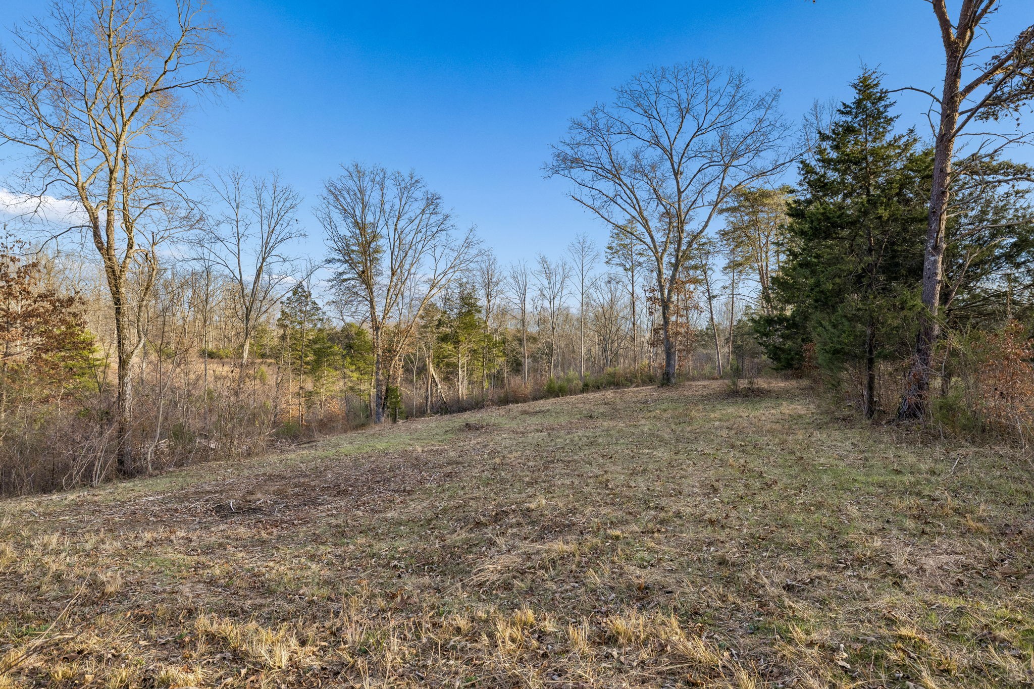 20151 Ben Fly Road Lyles, TN 37098 - Photo 76 of 98 a view of a dry yard with trees