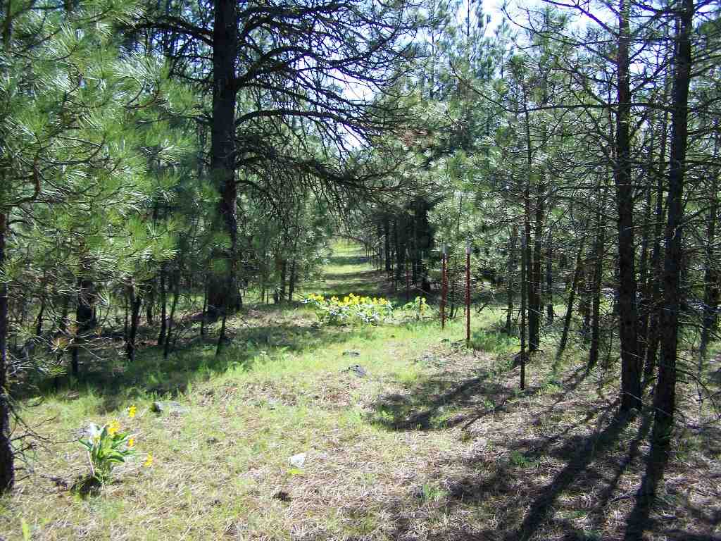 16721 South Sherman Road Cheney, WA 99004 - Photo 3 of 9