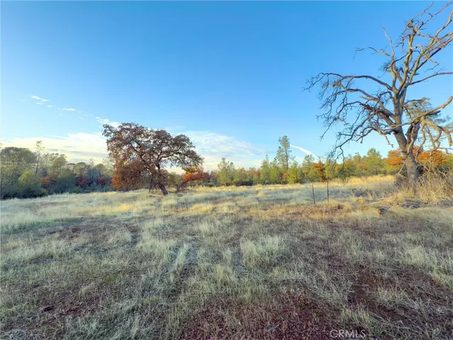 a view of a forest with trees in the background