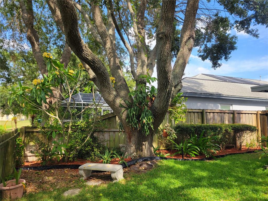 2011 Cattleman Drive Brandon, FL 33511 - Photo 5 of 40 a view of a backyard with plants and a patio